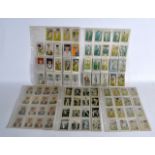 A COLLECTION OF WILLS AND OTHER CIGARETTE CARDS all cricket related. (qty)