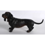 A LOVELY EARLY 20TH CENTURY COLD PAINTED AUSTRIAN FIGURE OF A HOUND modelled upon all fours. 7.