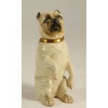 A GERMAN PORCELAIN PUG, late 19th century, wearing a gilt collar, modelled seated on its haunches,