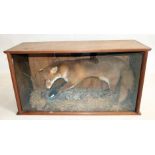 A CASED TAXIDERMY FOX, in a naturalistic setting holding a stuffed jay, 39" x 14 3/4" x 20 1/2"