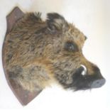 A STUFFED WILD BOAR HEAD MOUNT, on a wooden shield, 22" high