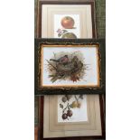 Two prints of fruit and an oil on glass, Birds.