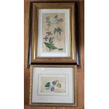 Nineteenth century botanical print(hand coloured) together with botanical watercolour signed