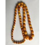 Butterscotch amber bead necklace approximately 72cms long and 44.6gms.