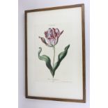 After A J Wirsing, two 18th century coloured botanical prints of tulips, 50cm by 33cm