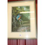 •Pam Mullings, watercolour, "Study of a Kingfisher" signed lower right. Framed and glazed 9½ins. x