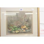 •Pam Mullings, watercolour "Study of a Hedgehog" signed lower right. Framed and glazed 9¼ins. x