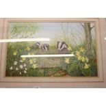 •Pam Mullings, watercolour "Study of Badgers" signed lower right. Framed and glazed 21ins. x