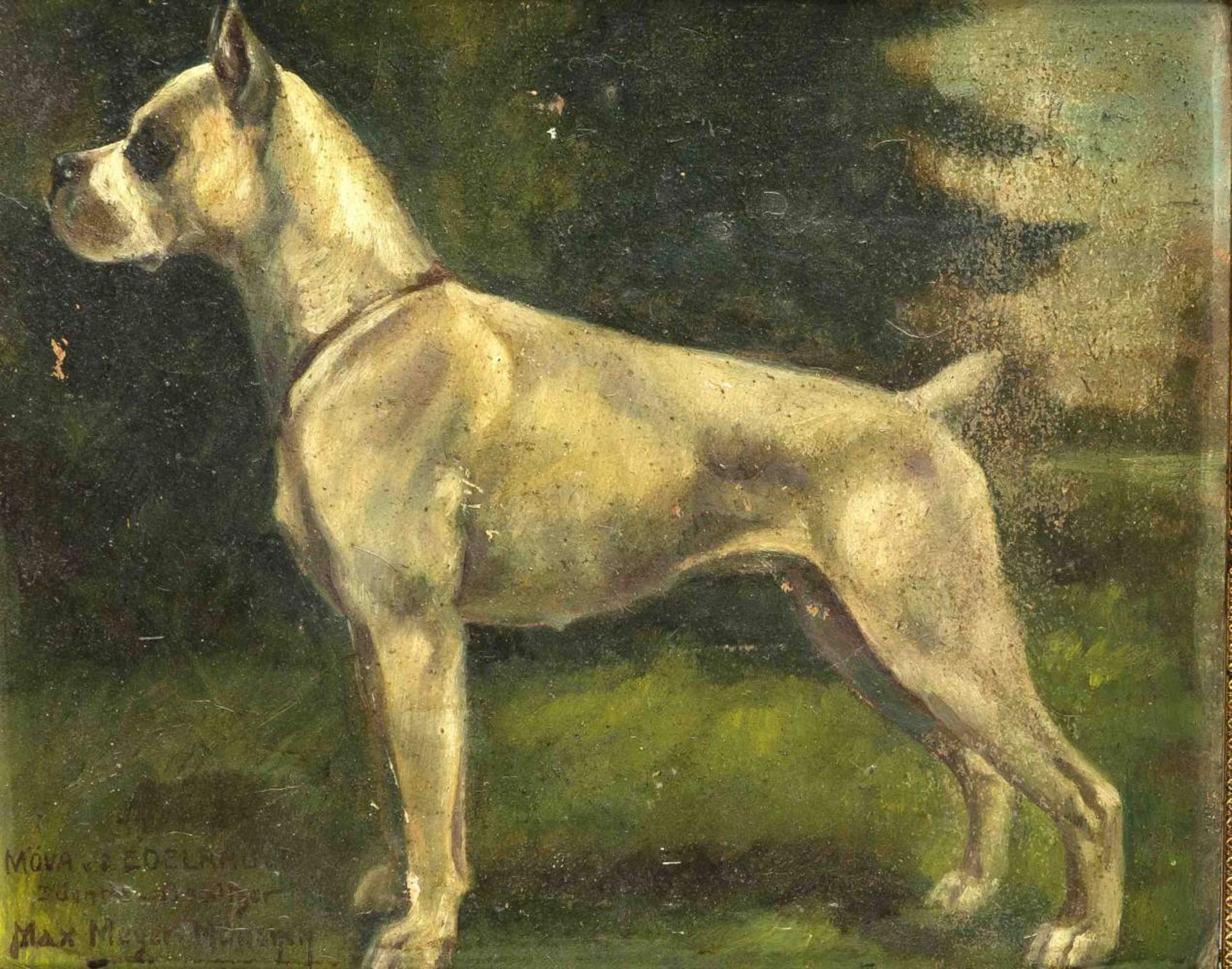 Sign. E.v.M. Stockmann, wohl Münchener Tiermaler, Portrait eines Boxers, Öl/Karton, u. re.sign.,