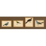 Sammlung von 12 ornithologischen Gouachen des 19. Jh., feine Miniaturen auf Papier,jeweils mit