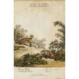 Johann Elias Ridinger (1698-1767), zwei kolorierte Stiche, Brand Fuchs / ordentlicherFuchs, sowie