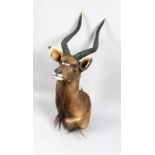 Große Jagdtrophäe, 1. H. 20. Jh., Präparat einer Impala Antilope, 100 x 56 x 35 cm