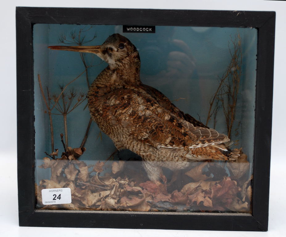 CASED TAXIDERMY STUDY 'WOODCOCK'