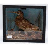 CASED TAXIDERMY STUDY 'WOODCOCK'