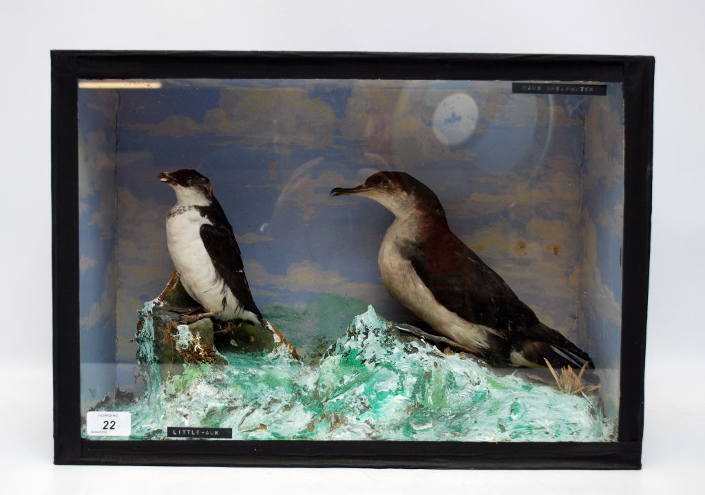 CASED TAXIDERMY STUDY OF 'MANX SHEARWATER AND LITTLE AUK'