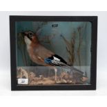 CASED TAXIDERMY STUDY OF 'JAY'