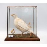 GLASS CASED TAXIDERMY SPECIMEN OF 'WHITE PARTRIDGE'