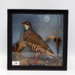 CASED TAXIDERMY SPECIMEN 'FRENCH PARTRIDGE'