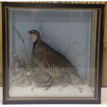 CASED TAXIDERMY SPECIMEN "PARTRIDGE" BY JOHN BURTON (GB ref.