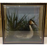 CASED TAXIDERMY SPECIMEN "GREBE" BY JOHN BURTON (GB ref.