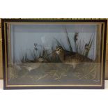 CASED TAXIDERMY SPECIMEN "SNIPE AND WOODCOCK" BY JOHN BURTON (GB ref.