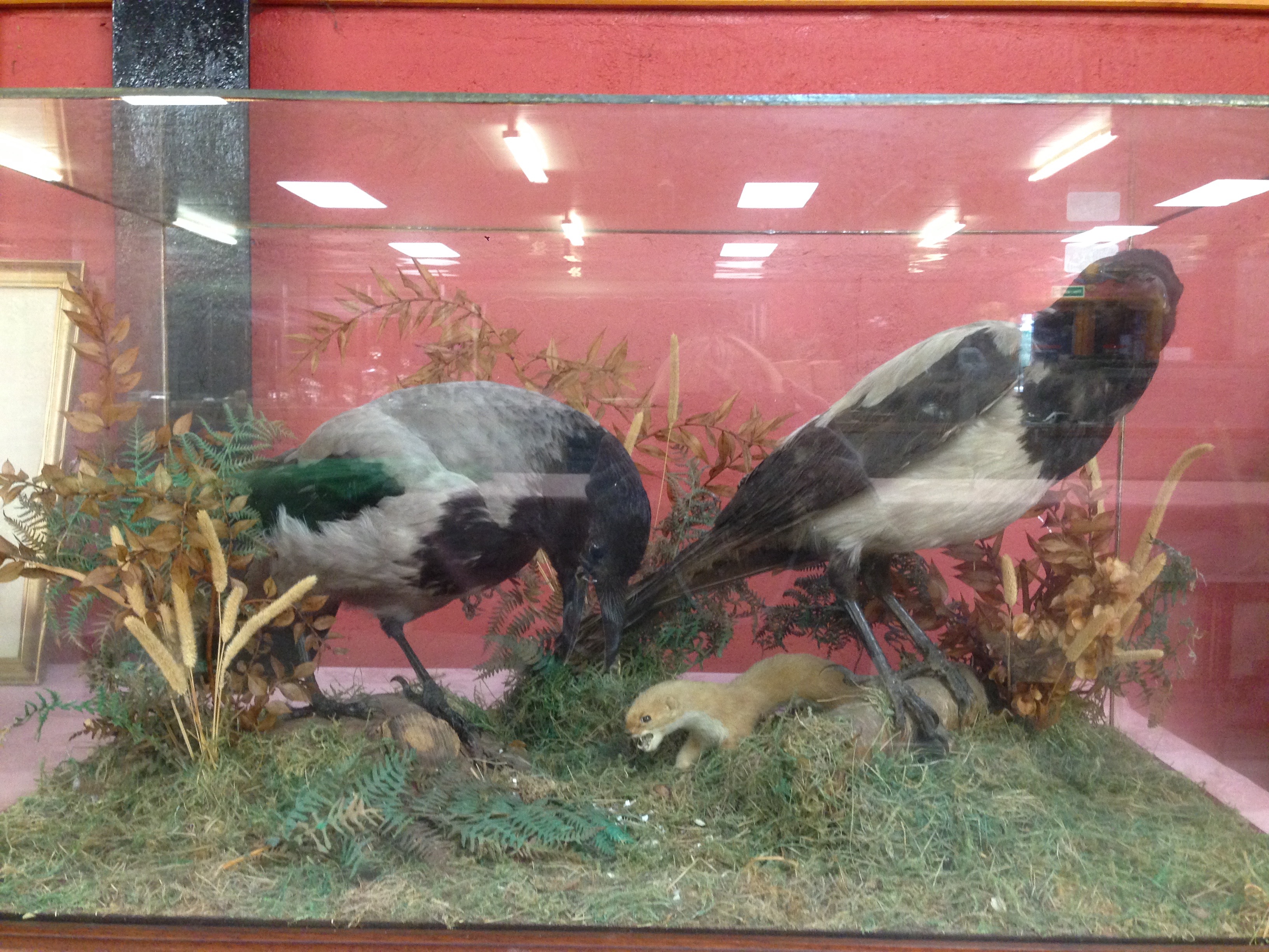 TAXIDERMY SPECIMEN "HOODED CROWS" IN A GLAZED CASE