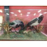 TAXIDERMY SPECIMEN "HOODED CROWS" IN A GLAZED CASE