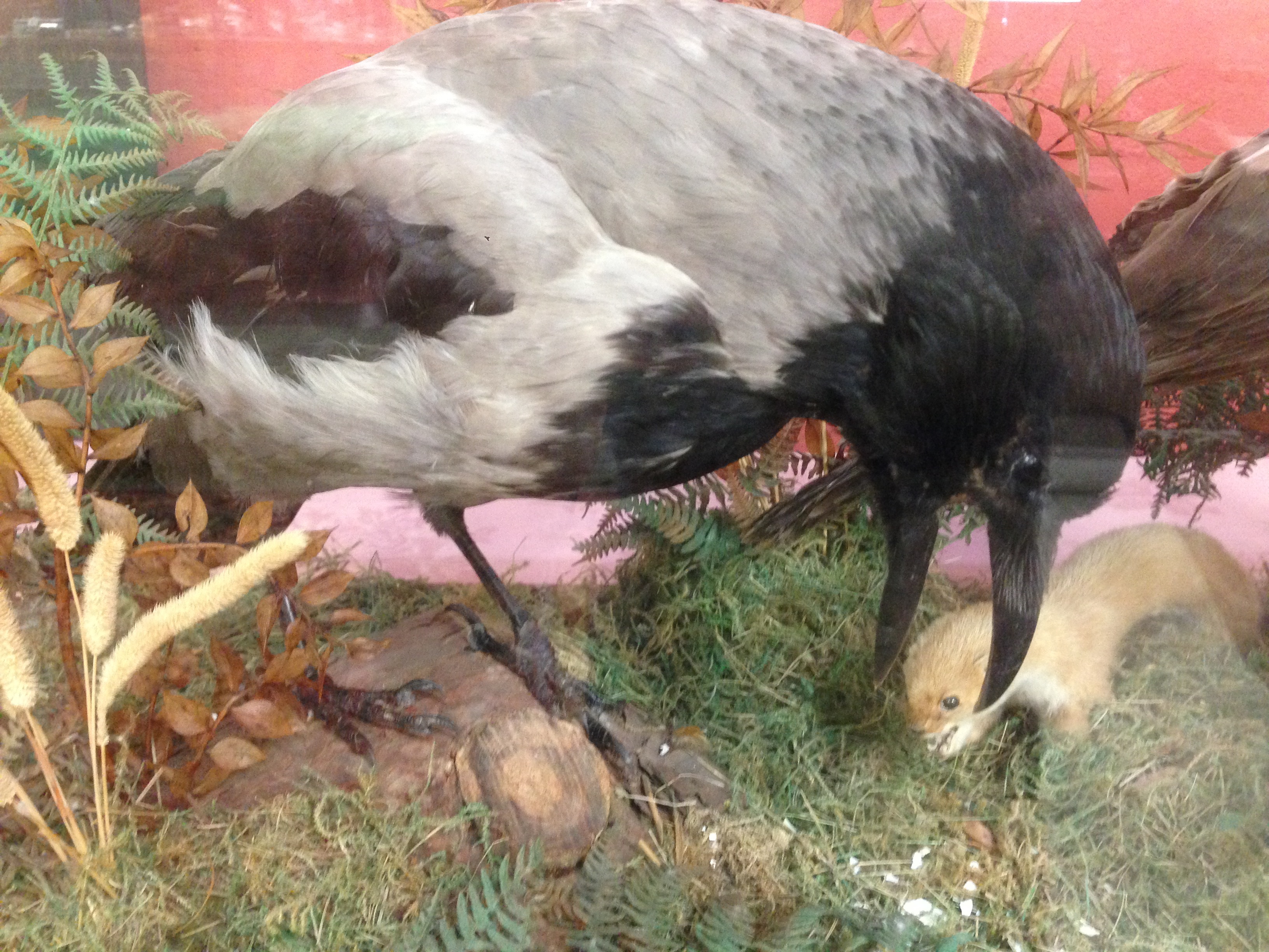 TAXIDERMY SPECIMEN "HOODED CROWS" IN A GLAZED CASE - Image 2 of 3