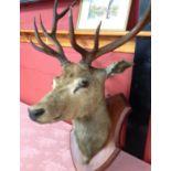 VINTAGE TAXIDERMY OF STAG HEAD WITH SHIELD WALL MOUNT