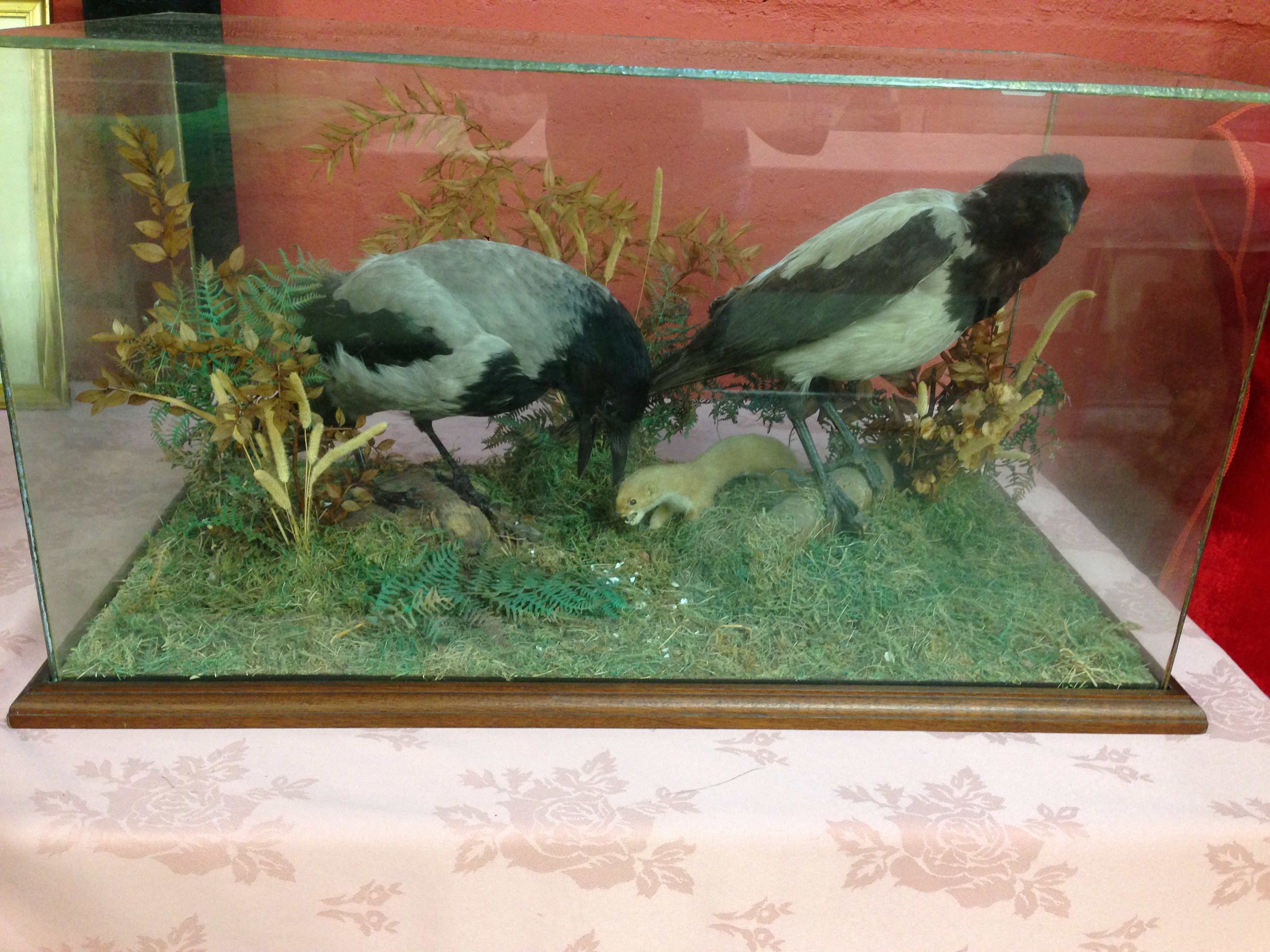 TAXIDERMY SPECIMEN "HOODED CROWS" IN A GLAZED CASE - Image 3 of 3