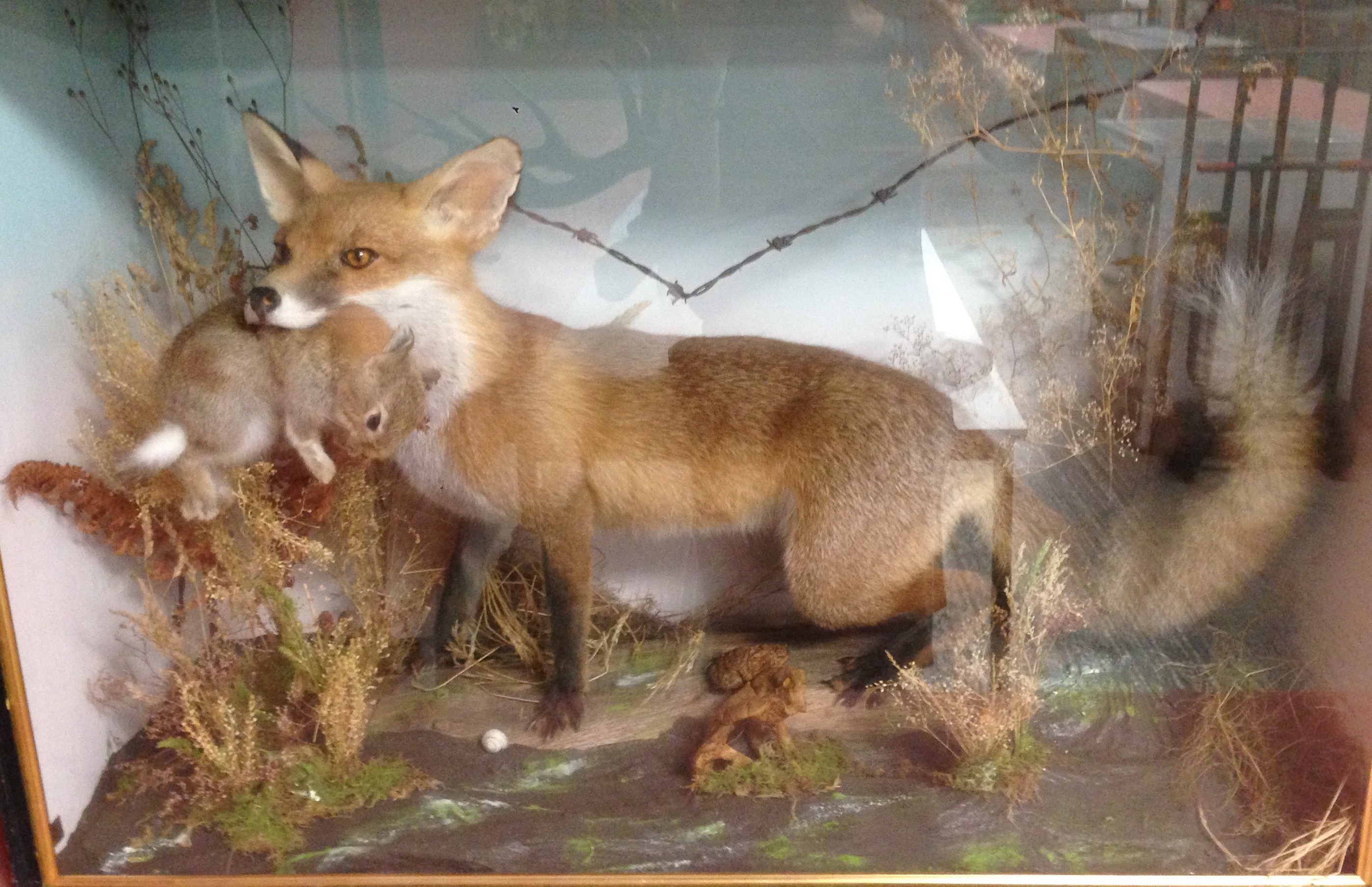 CASED TAXIDERMY STUDY OF A FOX HOLDING A RABBIT (CASE MEASURES 65 X 97 CM)