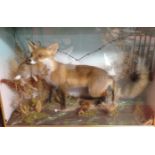 CASED TAXIDERMY STUDY OF A FOX HOLDING A RABBIT (CASE MEASURES 65 X 97 CM)