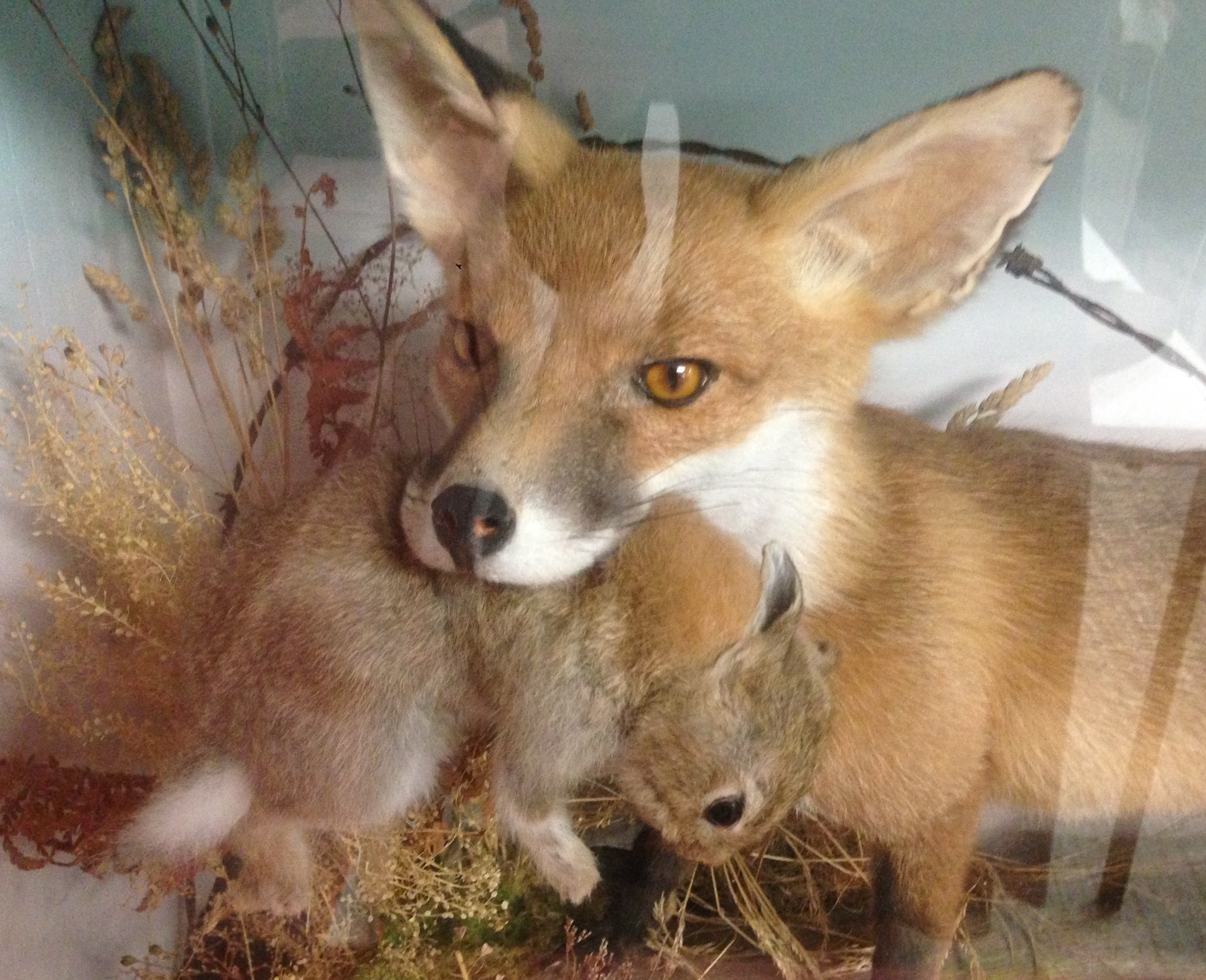 CASED TAXIDERMY STUDY OF A FOX HOLDING A RABBIT (CASE MEASURES 65 X 97 CM) - Image 2 of 2