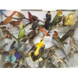 A LARGE VICTORIAN GLAZED CASE OF EXOTIC BIRDS, APPROX 28 SPECIES ,