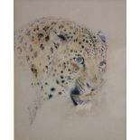 William Huggins (British 1820-1884) Study of a leopard's head pencil and watercolour, signed and