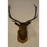 A taxidermy exhibit - a stag's head with ten point antlers, mounted on oak plinth - H85cm. CONDITION