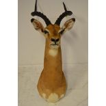 A taxidermy exhibit - South African Impala - H70cm. CONDITION REPORT Good condition