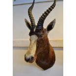 A taxidermy exhibit - an antelope's head with two horns - H82cm. CONDITION REPORT Good condition