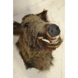 A taxidermy exhibit, European boar's head - H45cm. CONDITION REPORT Good condition.