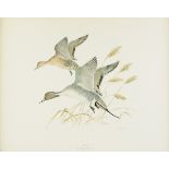 KENNETH CARLSON (20th Century) A COLORED LITHOGRAPH, "Pintails," signed L/R in plate, artist