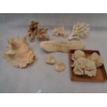 Collection of Antique Shells and Coral to include Branch coral, Conch Shell etc. Condition - Some