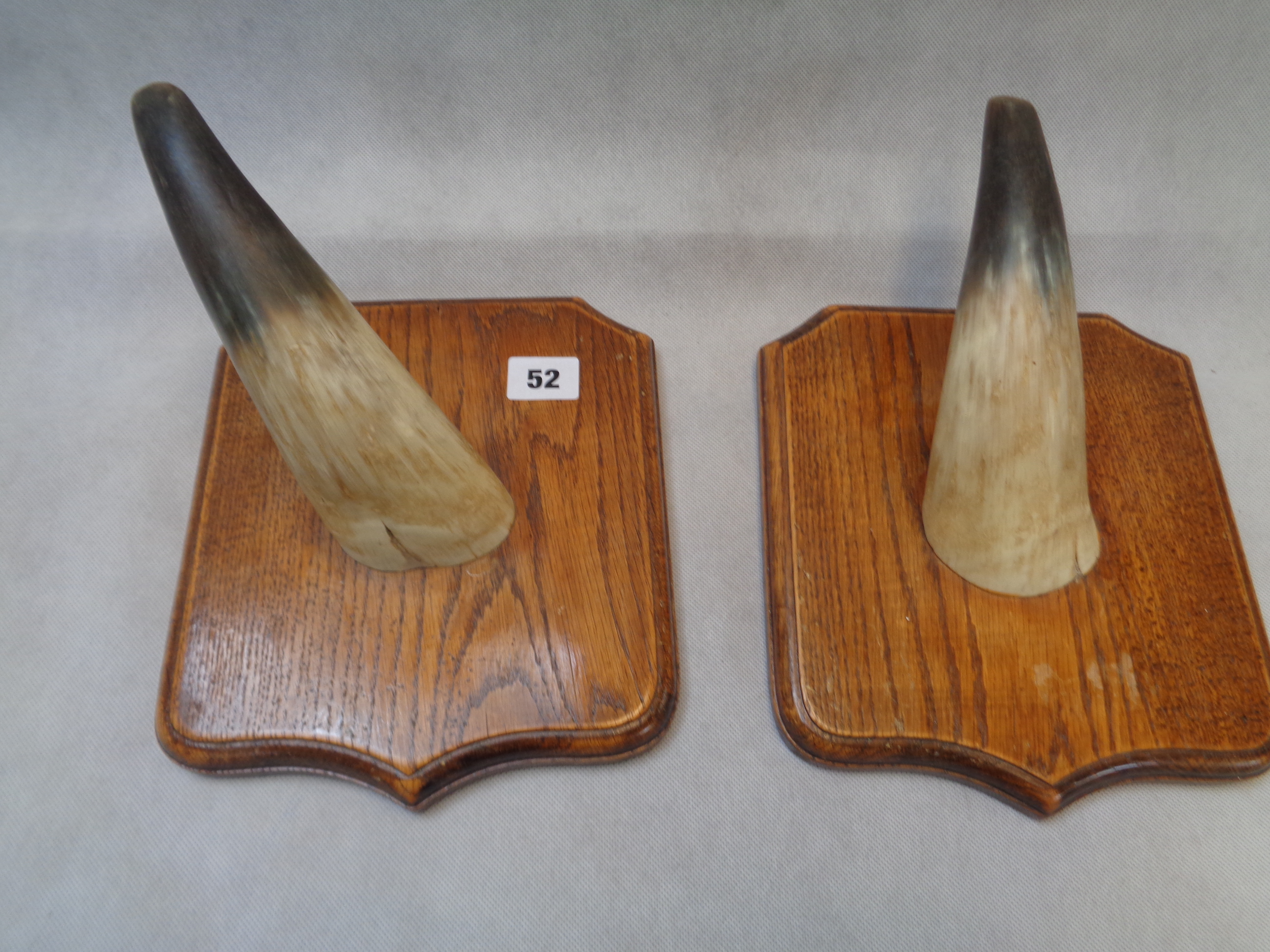 Pr. Of Oak mounted Bovine Horns, Condition - some wear