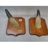 Pr. Of Oak mounted Bovine Horns, Condition - some wear