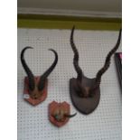 3 Taxidermy mounted sets of Antelope horns