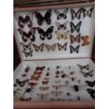 A Large Entomology collection comprising of Butterflies, Moths and insects contained in wooden