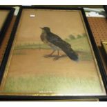 Two feather bird pictures 'Turtle Dove' and 'Meadow Lark'