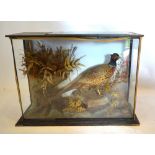 A Taxidermy Model of a Pheasant within a