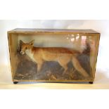 A Large Taxidermy Model of a Fox within