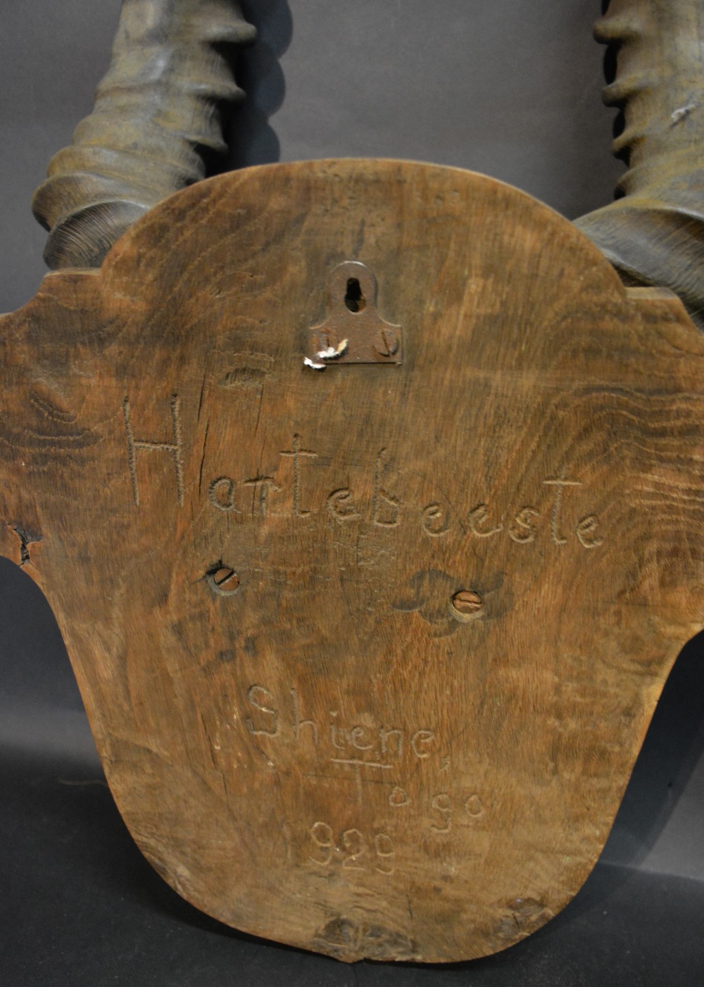 A Pair of Hartebeeste Horns and Skull mounted on an oak shield with inscription Heiene Togo 1929, - Image 2 of 2