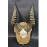 A Pair of Hartebeeste Horns and Skull mounted on an oak shield with inscription Heiene Togo 1929,
